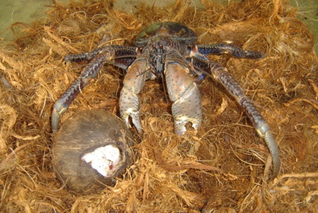 CoconutCrab2