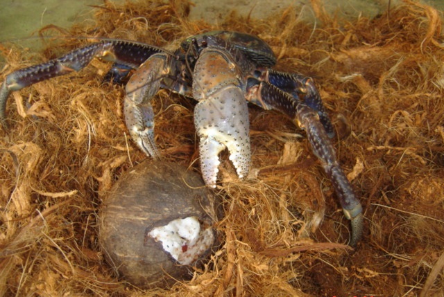 CoconutCrab3
