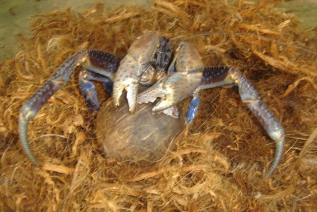 CoconutCrab4